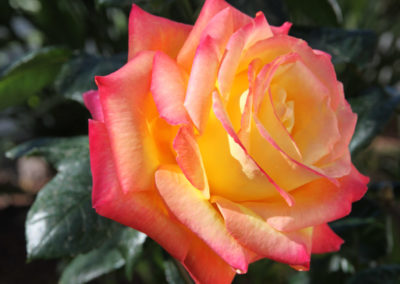 Ferienwohnung Casa Blanca auf Teneriffa - Rose im Garten