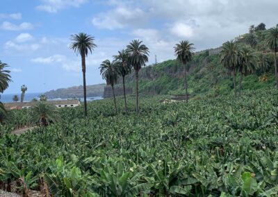 Ferienwohnung Casa Blanca auf Teneriffa - Bananenplantage an der Nordküste